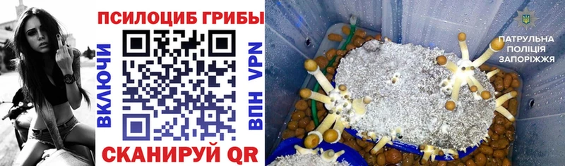 Псилоцибиновые грибы Cubensis Мегион